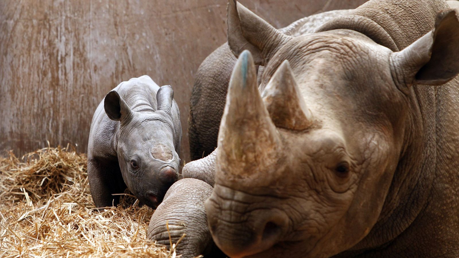 skynews-rhino-animals-science_5950001.jpg