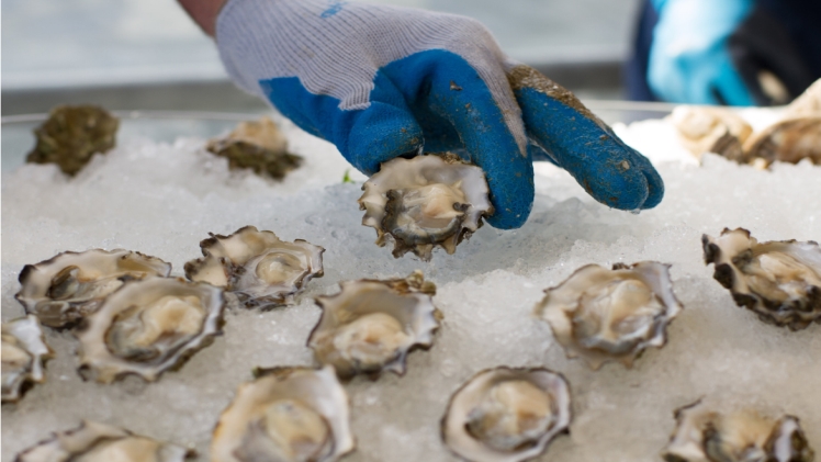 Top 3 Oyster Varieties in Seafood Festival NJ 2023 – Scooptimes