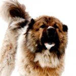 11 most dangerous dog breeds in the world