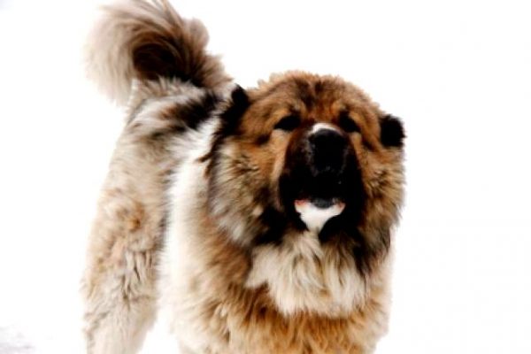 11 most dangerous dog breeds in the world