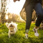Top 15 Pets: A Comprehensive Guide to Choosing Your Perfect Companion