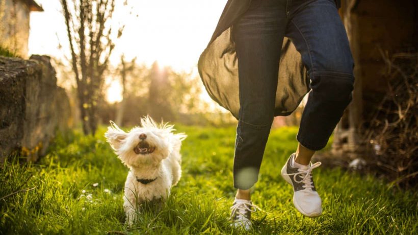 Top 15 Pets: A Comprehensive Guide to Choosing Your Perfect Companion